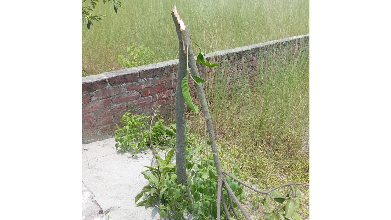 মাধবদীতে আবাসন প্রকল্পের গাছের চারা কর্তন