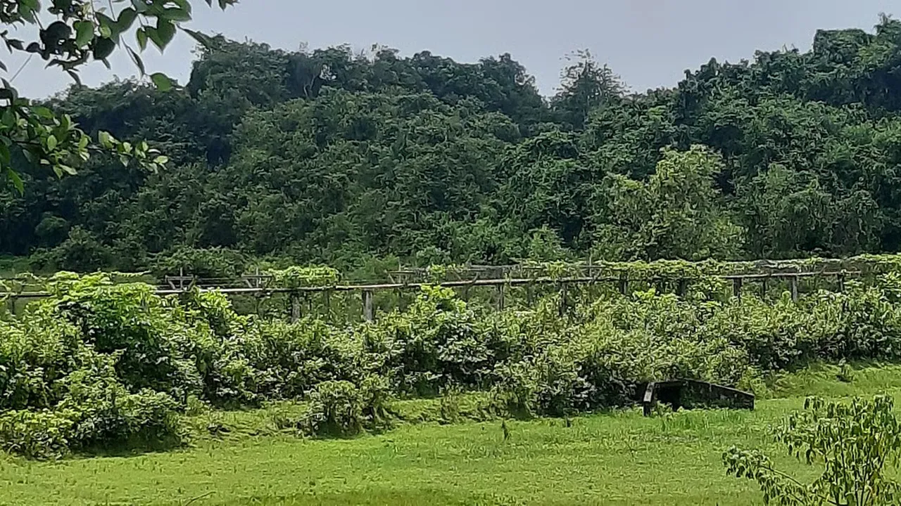 ইয়াবার চালান ছিনতাই ঘিরে উখিয়া সীমান্তে গোলাগুলি