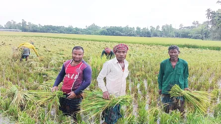কাটছে ধান, কাটছে না দুশ্চিন্তা: দরপতনে বিপাকে উলিপুরের বোরো চাষীরা
