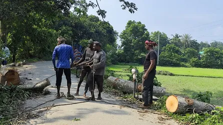 সরকারের বৃক্ষরোপণ কর্মসূচির মাঝেই উল্লাপাড়ায় গাছ কাটার হিড়িক