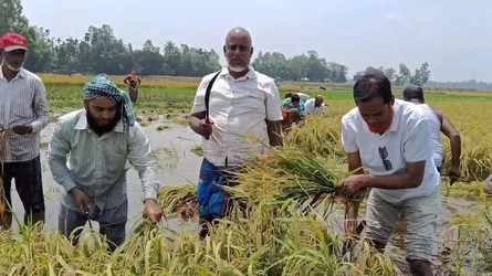 ভূঞাপুরে তলিয়ে যাচ্ছিল পাকা ধান, কেটে দিলো বিএনপি