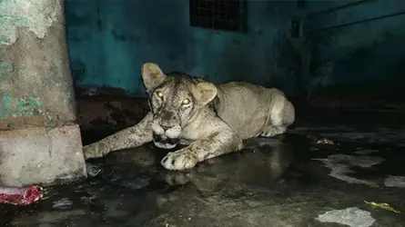 চিড়িয়াখানা থেকে বেরিয়ে যাওয়া সিংহটিকে খাঁচায় ফিরিয়ে আনা হয়েছে