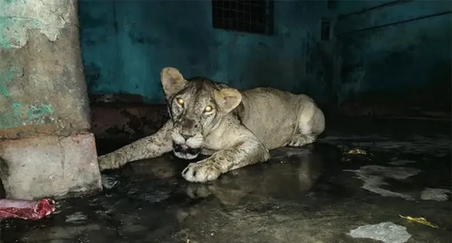 চিড়িয়াখানা থেকে বেরিয়ে যাওয়া সিংহটিকে খাঁচায় ফিরিয়ে আনা হয়েছে