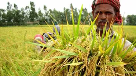 ধানে সীমাবদ্ধ না থেকে কৃষি  বহুমুখীকরণের তাগিদ