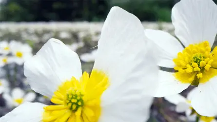 পানির নিচের বিস্ময়কর জগৎ