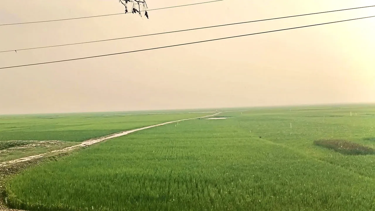 তাহিরপুরে ঝড়, বজ্রপাত, শিলা বৃষ্টি ও দুর্বল ফসল রক্ষা বাঁধ নিয়ে উৎকণ্ঠা