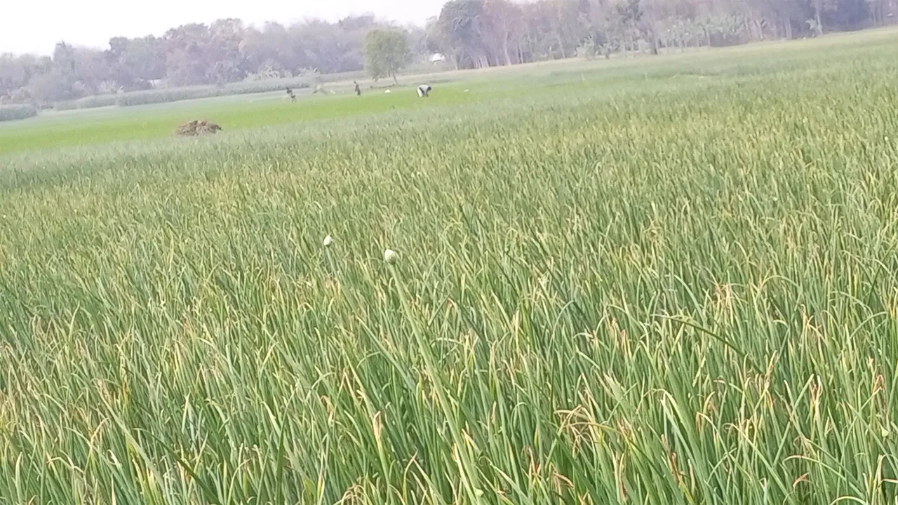 শৈলকুপায় ১৩ হাজার হেক্টর জমিতে পেঁয়াজের আবাদ, লোকশানের সম্ভবনা