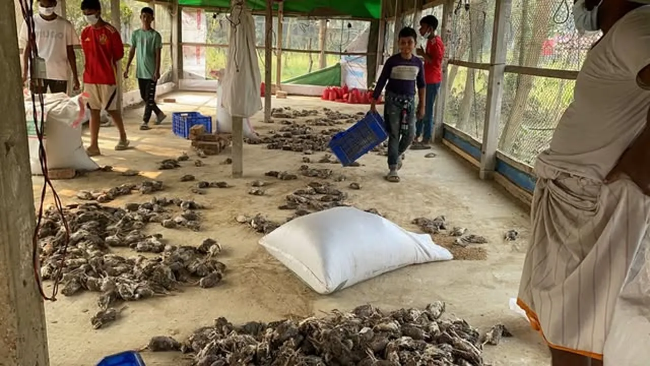 সিরাজদিখানে ১ দিনে সাড়ে ৬ হাজার কোয়েলের মৃত্যু