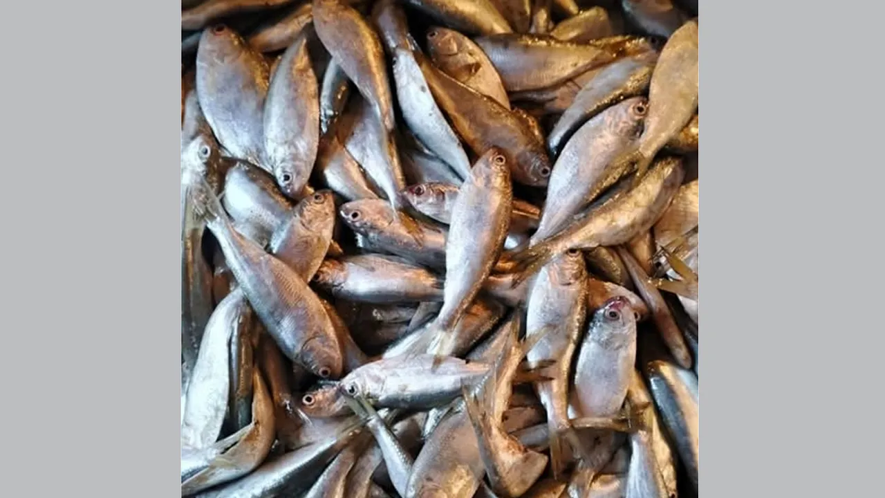 দশমিনায় চাপিলা নামে জাটকা নিধন