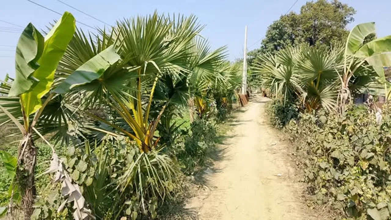 শৈলকুপায় অস্তিত্ব সঙ্কটে বজ্রপাতরোধী লক্ষাধিক তালগাছ