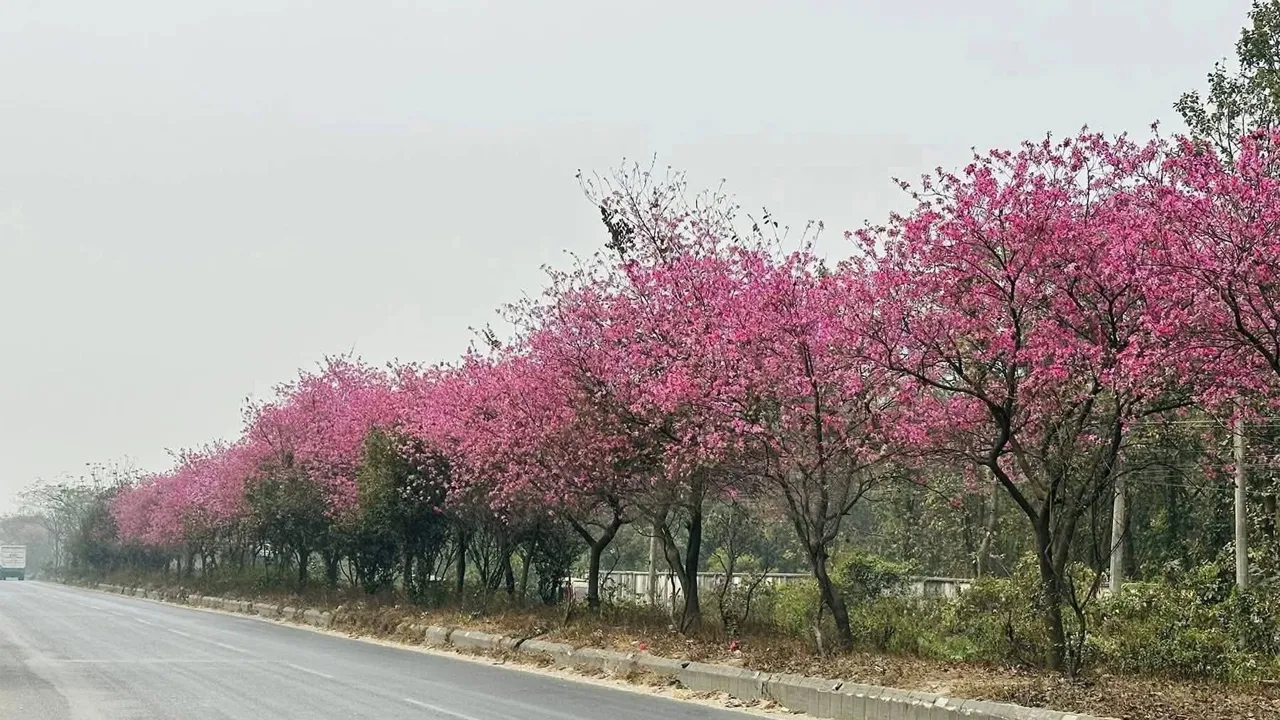 নান্দনিকতায় বদলে যাচ্ছে ঢাকা-ময়মনসিংহ মহাসড়ক