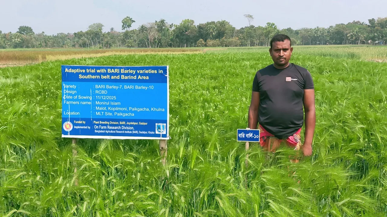 খুলনায় লবণাক্ত জমিতে বার্লি চাষে অভাবনীয় সাফল্য