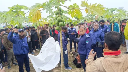 গাংনীতে পেঁপে বাগানে মিলল নিখোঁজ যুবকের রক্তাক্ত লাশ