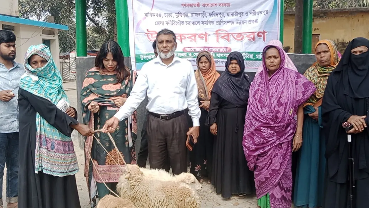 সাটুরিয়ায় চরের মানুষের জীবনমান উন্নয়নে ভেড়া বিতরণ