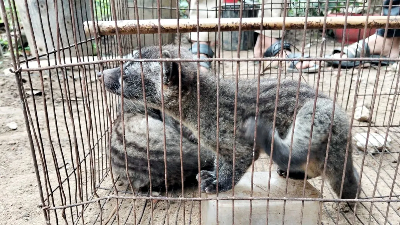 মৌলভীবাজারে বিলুপ্তপ্রায় ৩ গন্ধগোকুল শাবক উদ্ধার