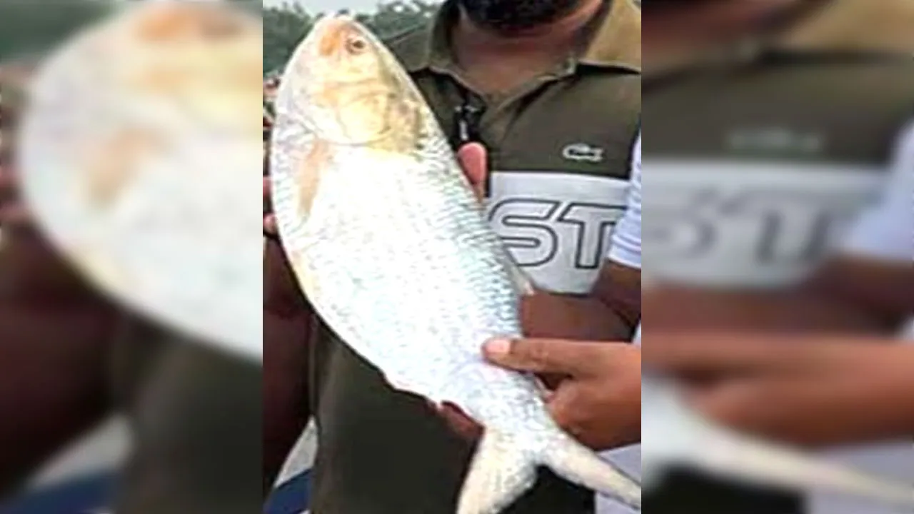 এক ইলিশের দাম সাড়ে ৮ হাজার টাকা