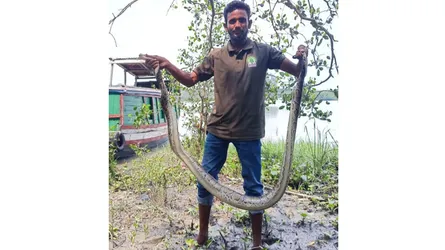 শরণখোলার লোকালয়ে উদ্ধার অজগর, সুন্দরবনে অবমুক্ত