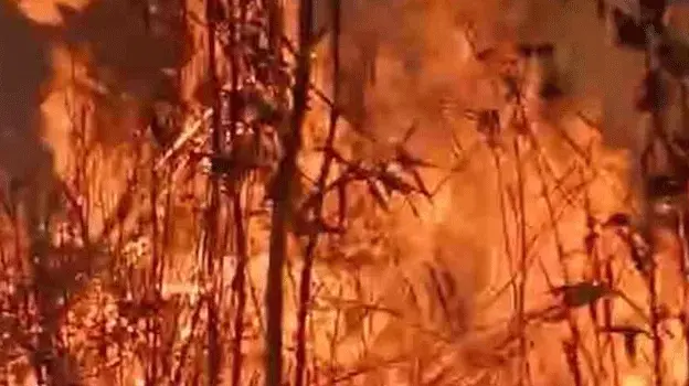 তিন দিন ধরে দাবানলে পুড়ছে নাগাল্যান্ডের জুকো উপত্যকা