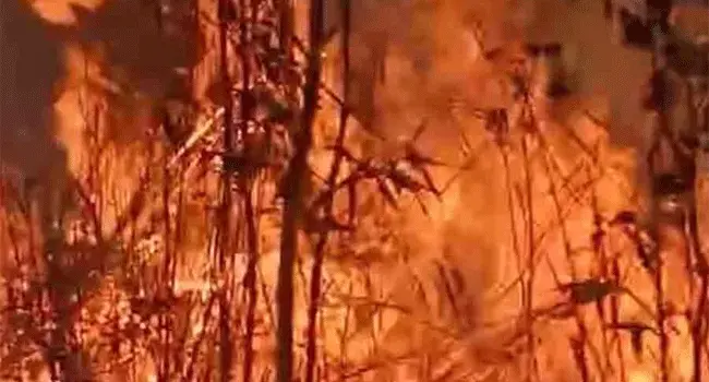তিন দিন ধরে দাবানলে পুড়ছে নাগাল্যান্ডের জুকো উপত্যকা