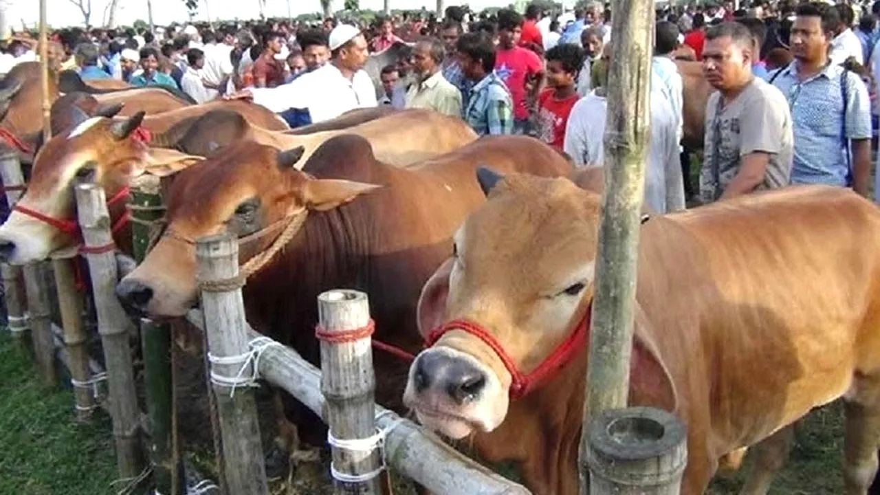 কুরবানিতে মেরাদিয়ায় পশুর হাট বসানো যাবে না