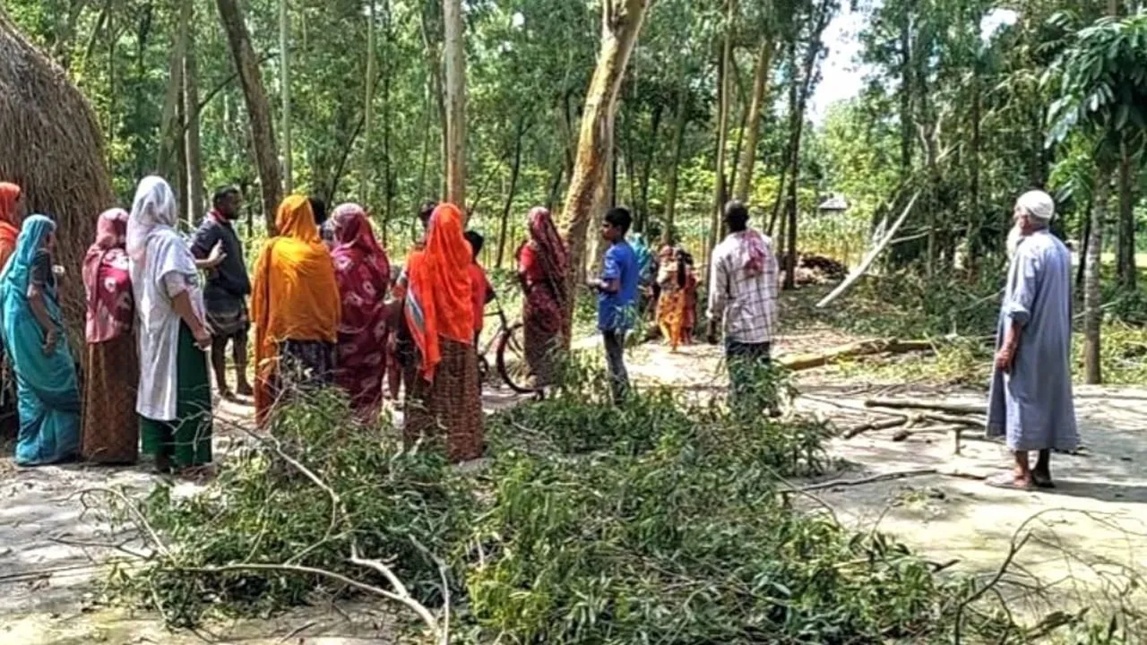 জামালপুরে গাছচাপায় কাঠুরের মৃত্যু
