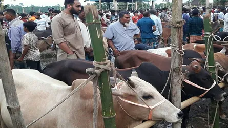 চড়া দামে বেশি বিক্রি হচ্ছে মাঝারি ও ছোট গরু