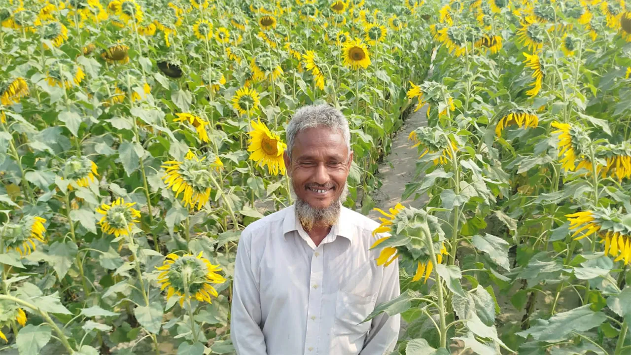 তামাকের বদলে তিস্তার চরে সূর্যমুখী ফুল