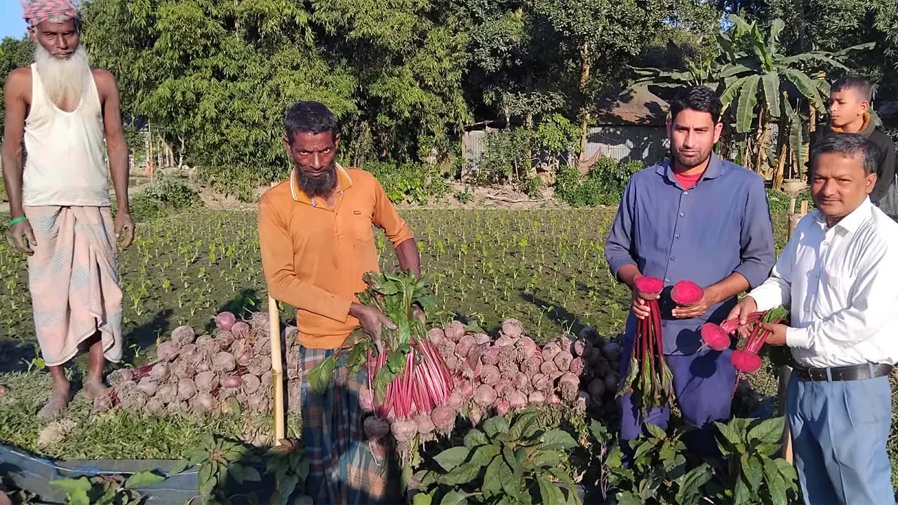 বিটরুট চাষে গৌরীপুরের কৃষক আজিজুলের বাজিমাত