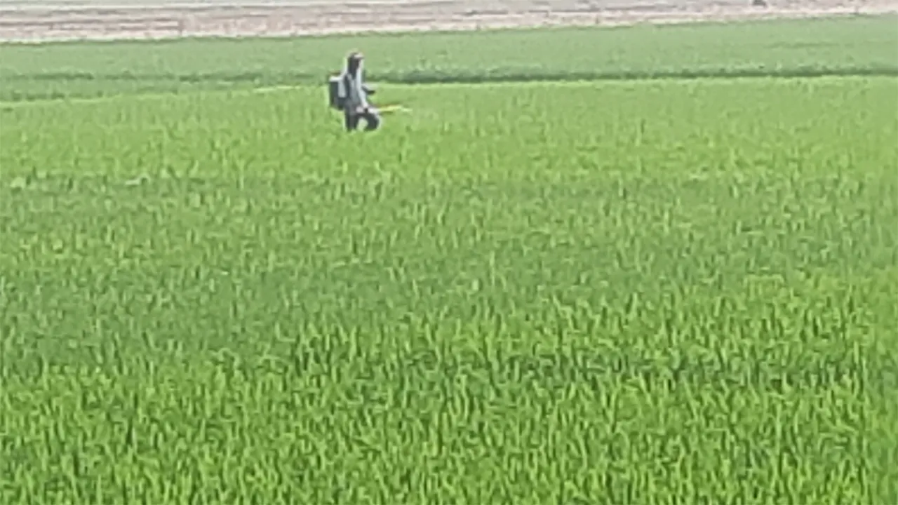 তালতলীতে সঙ্কটের মধ্যেও সম্ভাবনার লড়াই, বোরো চাষে আগ্রহ কৃষকদের