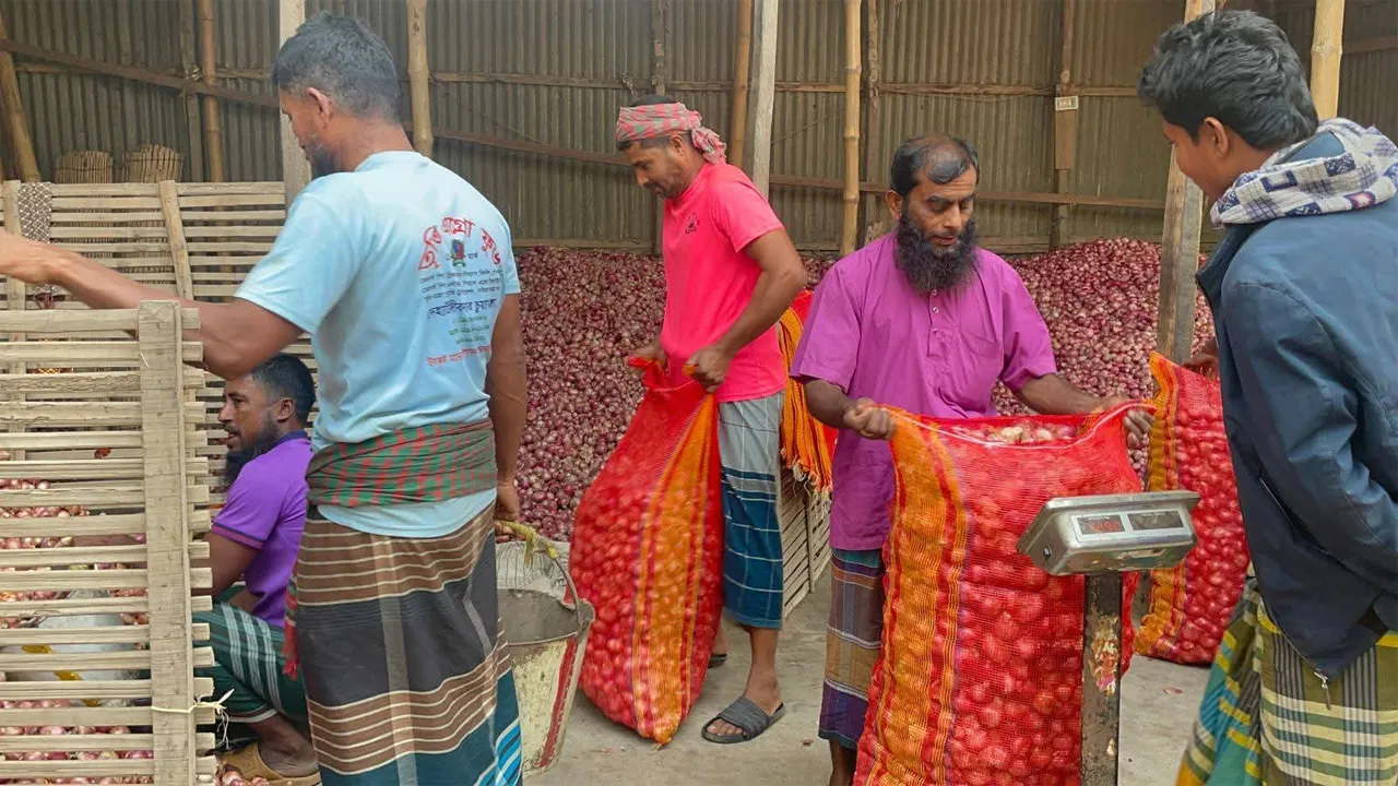 পেঁয়াজের দাম কম, ভালো নেই নগরকান্দা-সালথার পেঁয়াজ চাষিরা