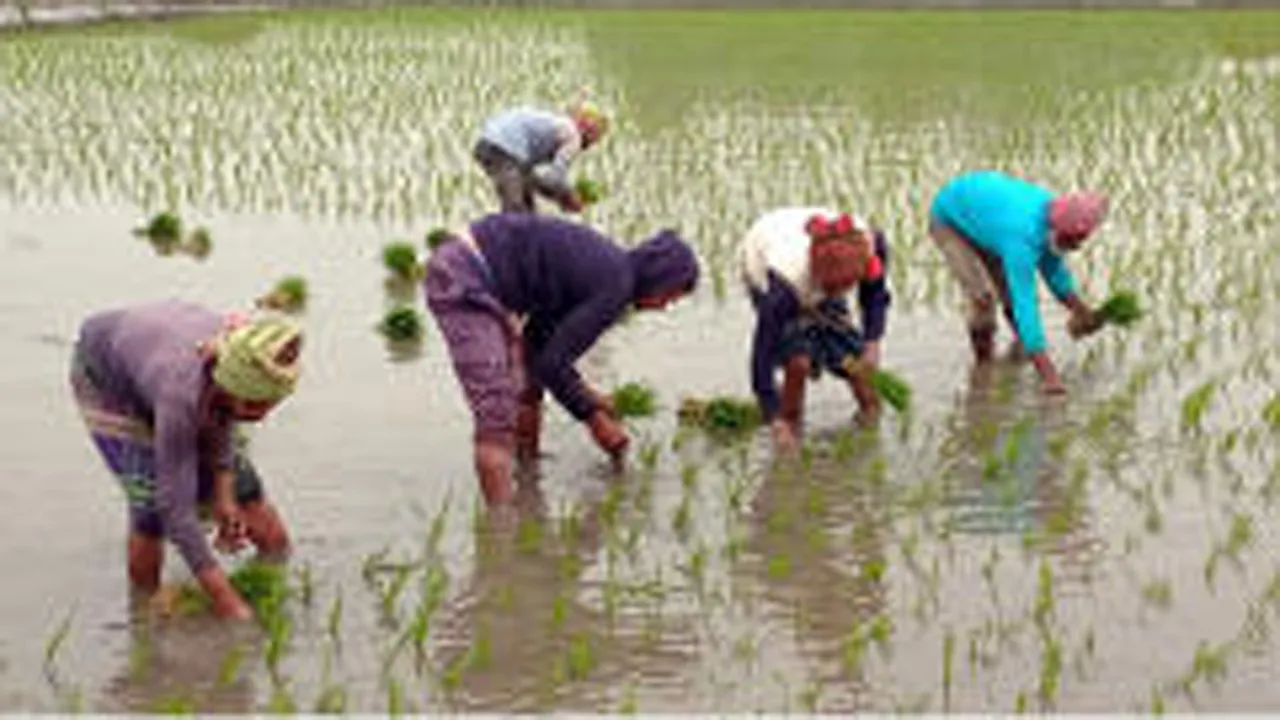 নড়াইলে বোরো ধান রোপণের ধুম