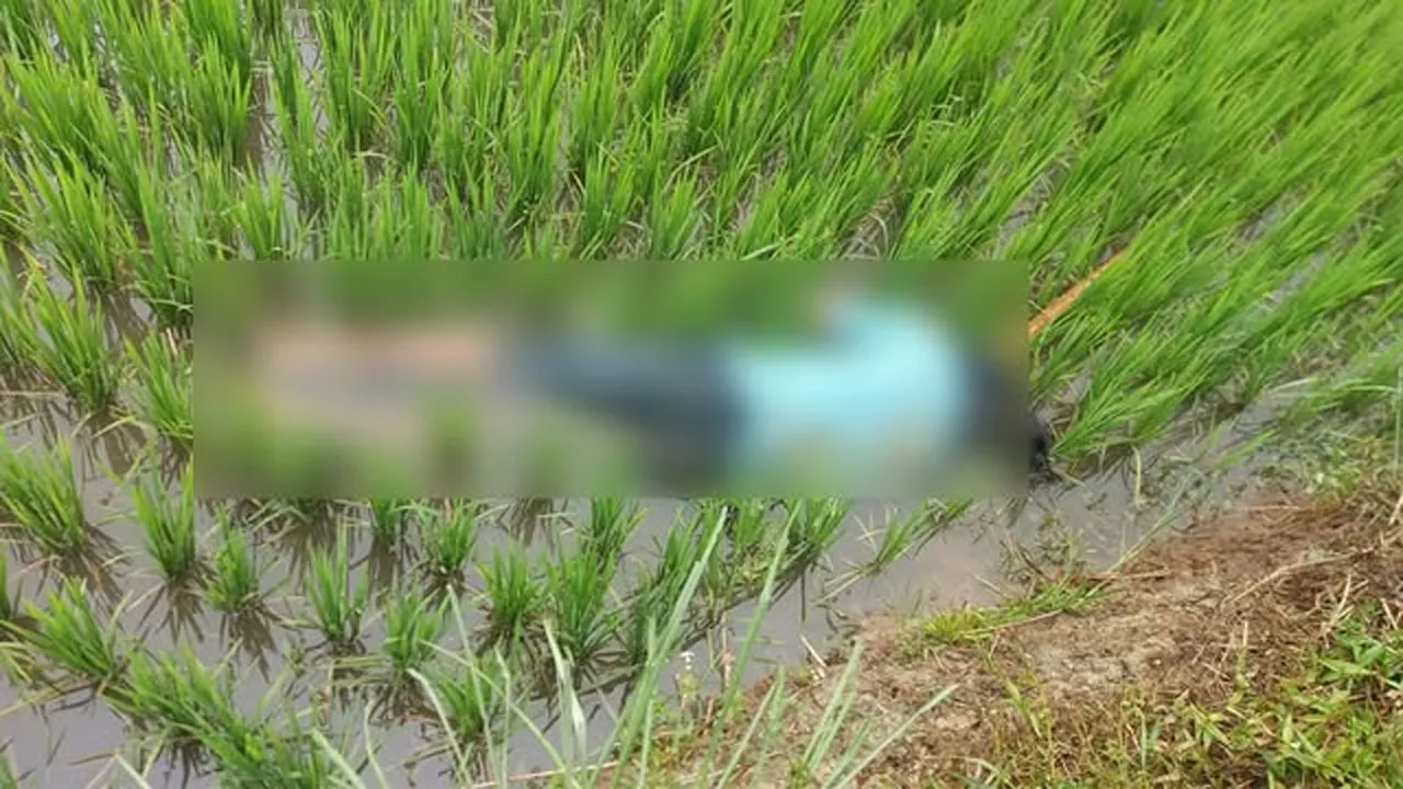 জৈন্তাপুরে ধানক্ষেত থেকে যুবকের লাশ উদ্ধার