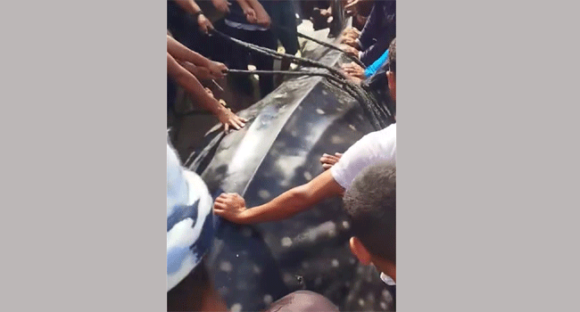 গাজার মাছ