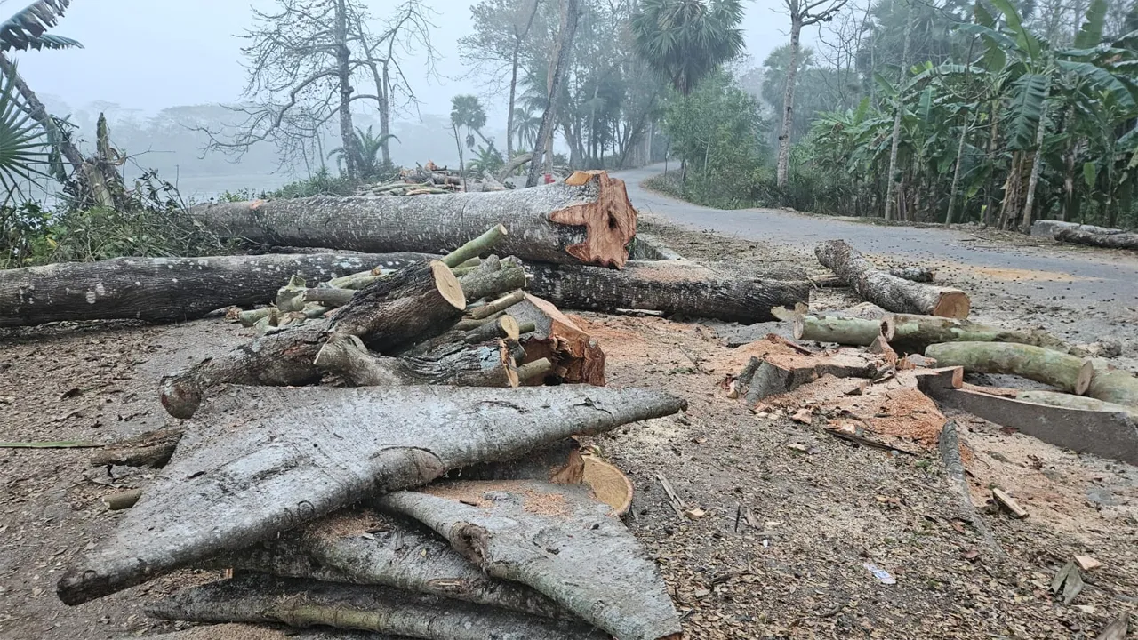 ঝালকাঠিতে মূল্যবান ১২০টি গাছ কর্তন
