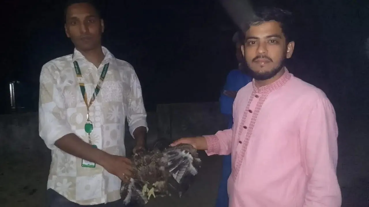 পঞ্চগড়ে বিরল প্রজাতির অসুস্থ ‘বহুরূপী শিকারি ঈগল’ উদ্ধার