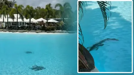 অস্ট্রেলিয়ার বিলাসবহুল হোটেলের সুইমিংপুলে কুমির