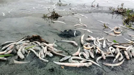 মেঘনায় দূষণ চরমে, ফের মরে ভেসে উঠছে মাছ