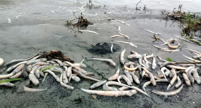 মেঘনায় দূষণ চরমে, ফের মরে ভেসে উঠছে মাছ