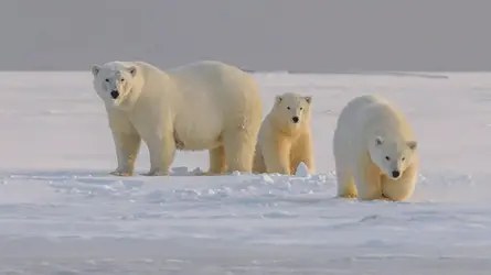শাবক দত্তক নিয়েছে মেরু ভালুক মা