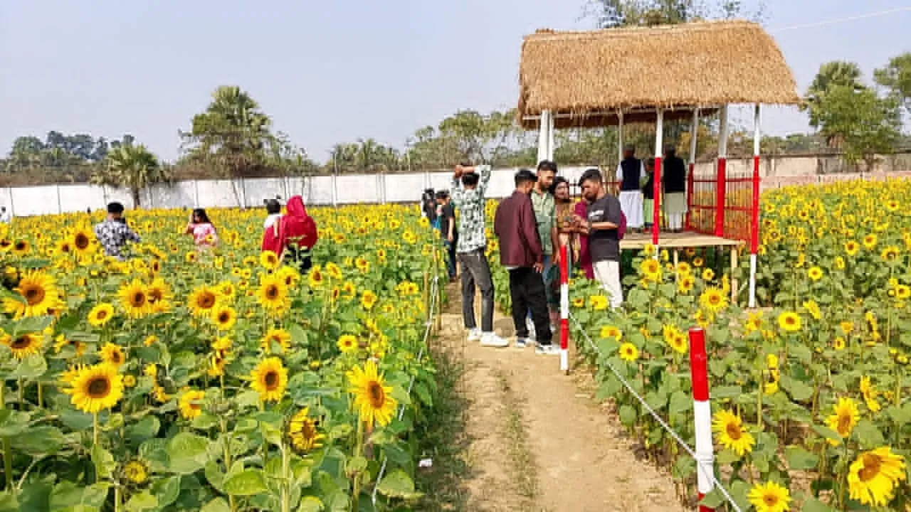 গাজীপুরে শখের চাষ থেকে দর্শনীয় স্থানে রূপ নিলো সূর্যমুখীর বাগান