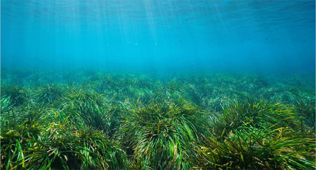seagrass