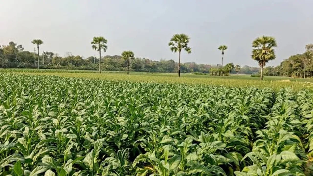 সালথায় কৃষি জমি দখল করে উদ্বেগজনক হারে বাড়ছে তামাক চাষ