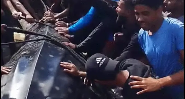 গাজার সেই মাছটি সম্পর্কে যা জানা গেল