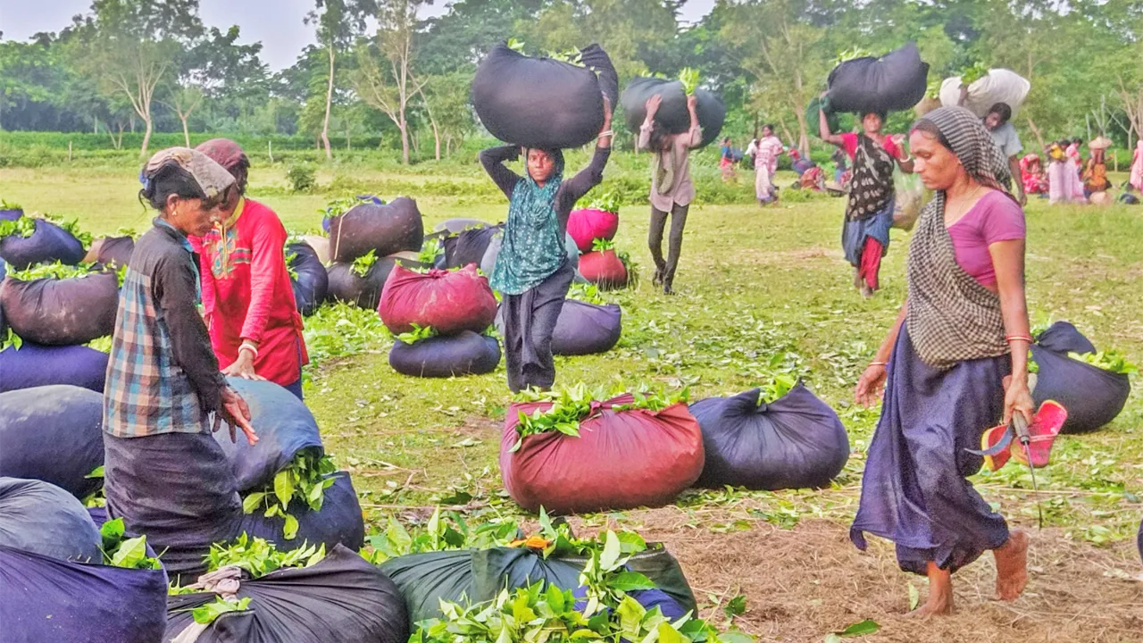 শিক্ষা-স্বাস্থ্যসহ সবক্ষেত্রেই পিছিয়ে নারী চা শ্রমিকেরা