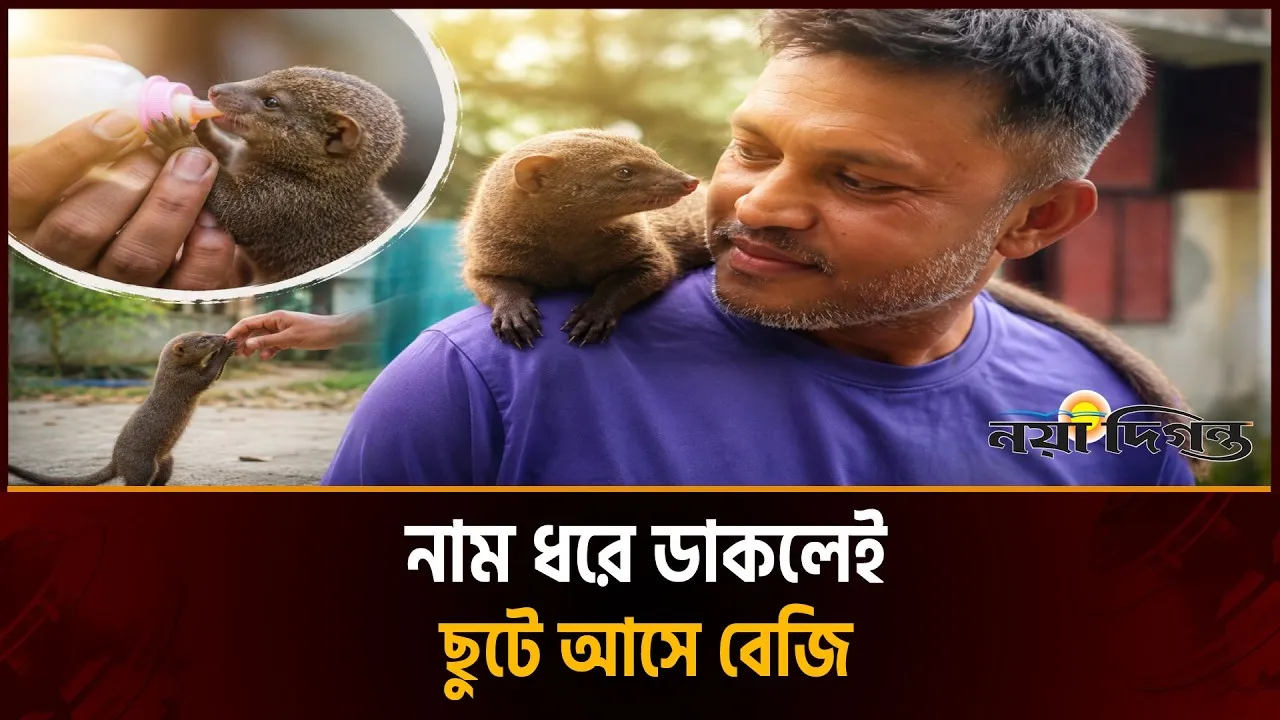 ‘ভিকি’ বলে ডাকলেই দৌঁড়ে আসে বেজি!