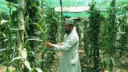 চুয়াডাঙ্গায় বাণিজ্যিকভাবে ভ্যানিলা চাষে আলোড়ন