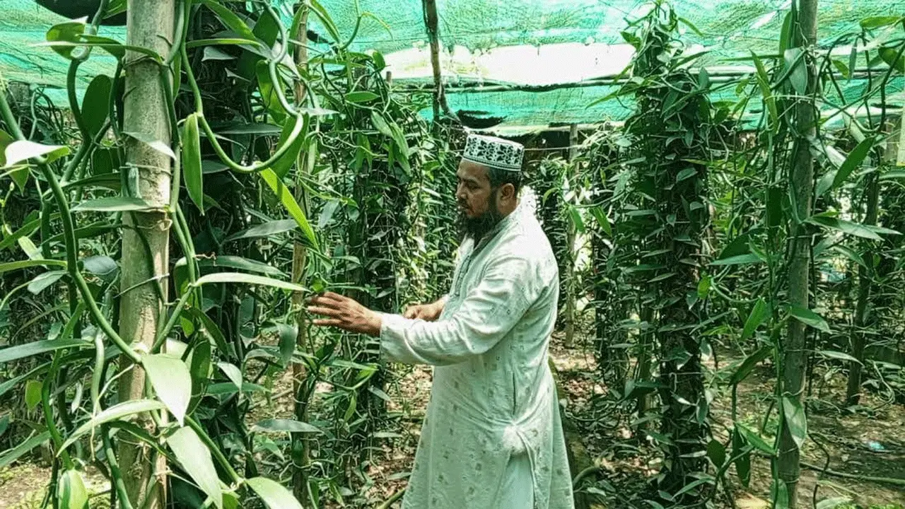 চুয়াডাঙ্গায় বাণিজ্যিকভাবে ভ্যানিলা চাষে আলোড়ন