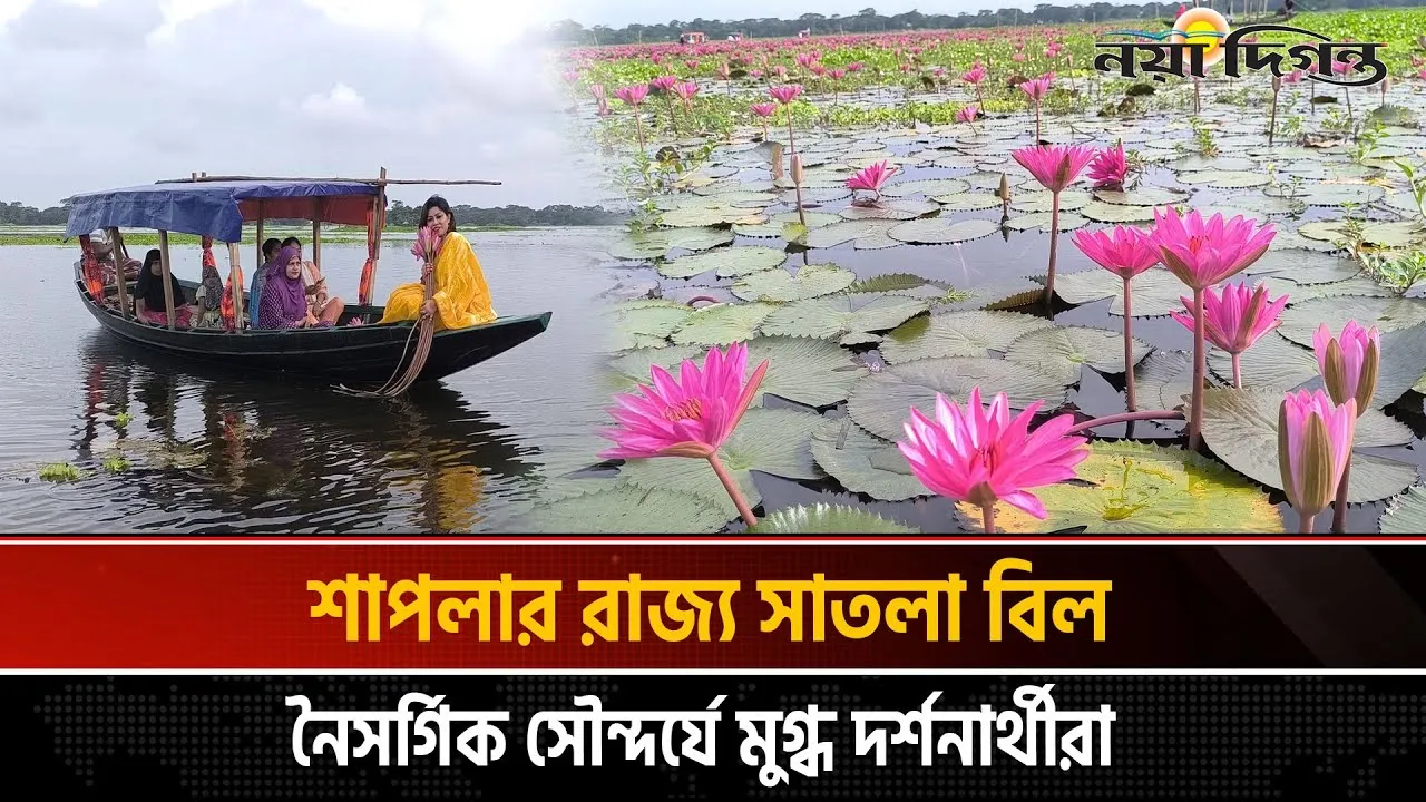 শাপলার রাজ্য সাতলা বিল, নৈসর্গিক সৌন্দর্যে মুগ্ধ দর্শনার্থীরা