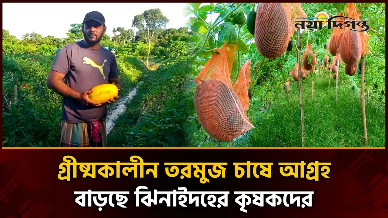 কোটচাঁদপুরে জনপ্রিয় হচ্ছে গ্রীষ্মকালীন তরমুজ চাষ