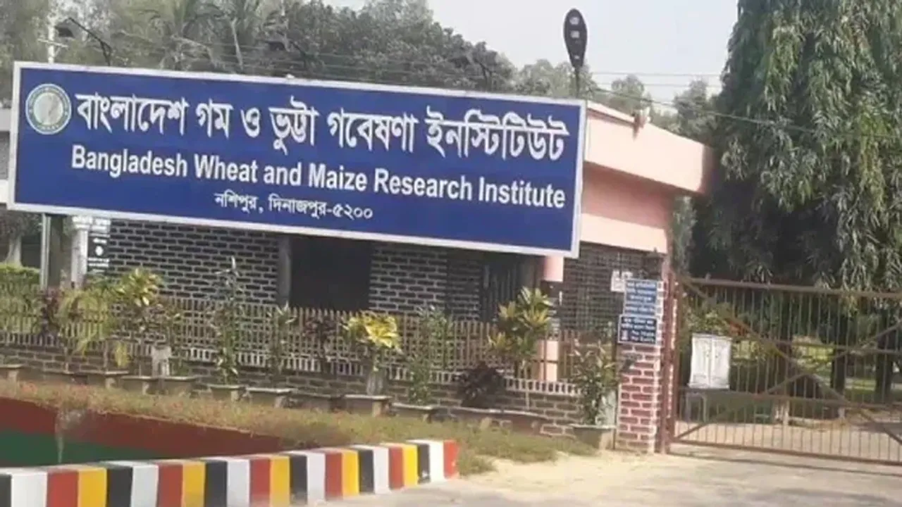 ৭ বছরে গমের উচ্চফলনশীল পাঁচটি জাত উদ্ভাবন করেছে বিডব্লিউএমআরআই